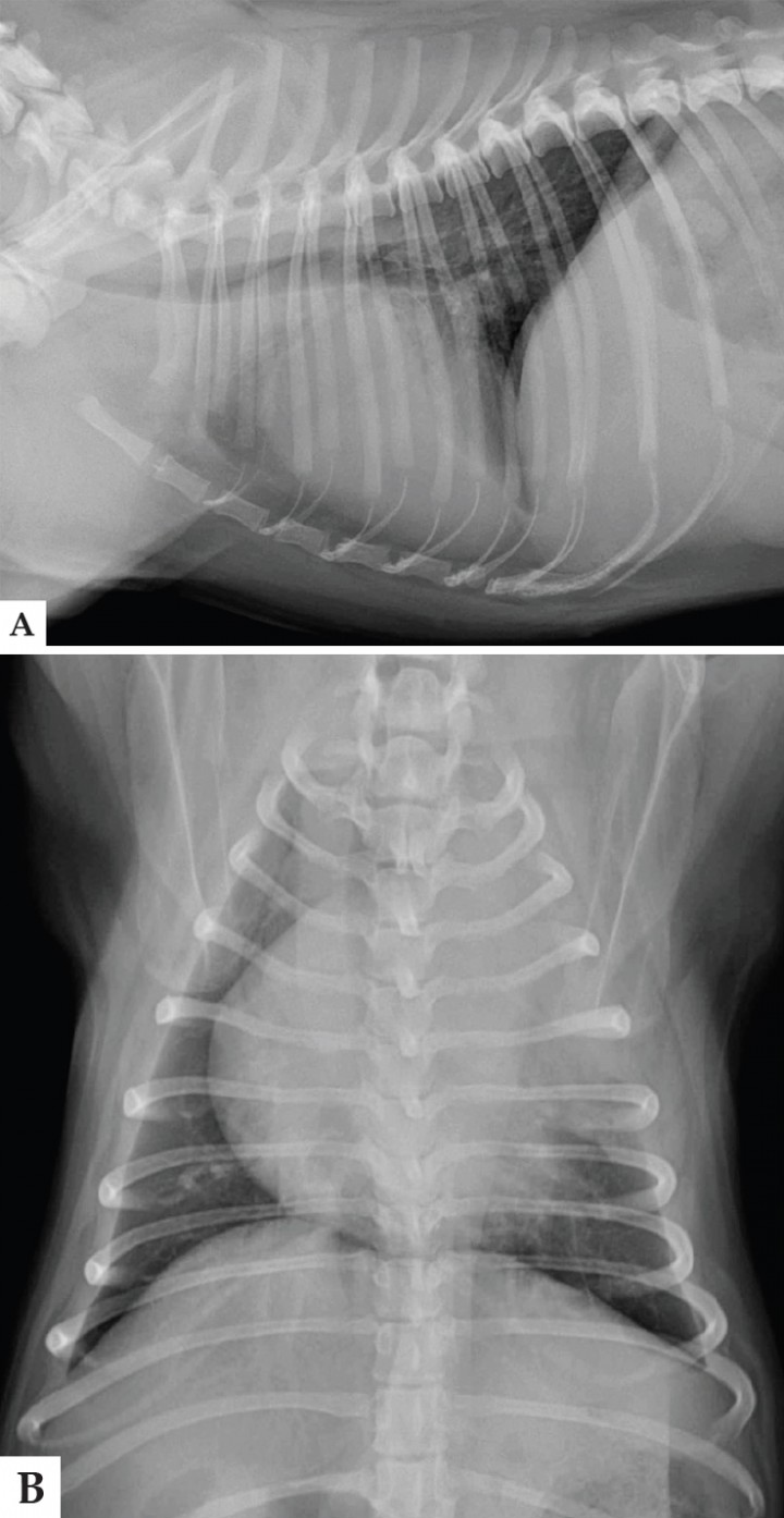 <p>Radiografías de tórax en proyección lateral derecha (A) y ventrodorsal (B) de un Carlino de 3 años de edad, con un cuadro de decaimiento y tos de un mes de evolución.</p>