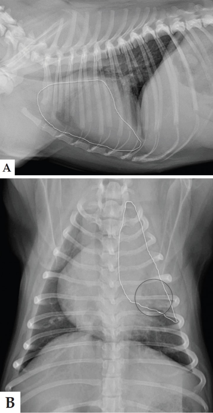 <p>Mismas imágenes que la Figura 1. Se observa un aumento de opacidad pulmonar, consolidación en área craneal y patrón alveolar en área caudal del lóbulo craneal izquierdo (área delimitada en blanco), sin desplazamiento de estructuras mediastínicas. El área círculo negro señala los broncogramas aéreos.</p>