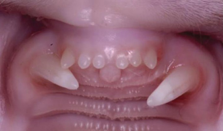 <p>Mesioversión de ambos caninos maxilares en un gato.</p>