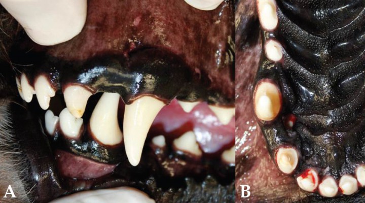 <p>A. Linguoversión de los caninos mandibulares. El canino mandibular izquierdo ocluye lingual al canino maxilar izquierdo B. Nótese el defecto traumático en el paladar. (Imagen cedida por A. Castejón González. Copyright Dentistry and Oral Surgery Service. Penn Vet. University of Pennsylvania).</p>