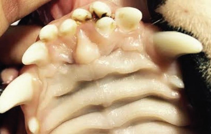 <p>Incisivo supernumerario. Favorece la aparición temprana de enfermedad periodontal.</p>