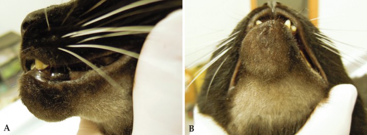 <p>Inflamación en la región mentoniana. A. Vista lateral. B. Vista ventral.</p>