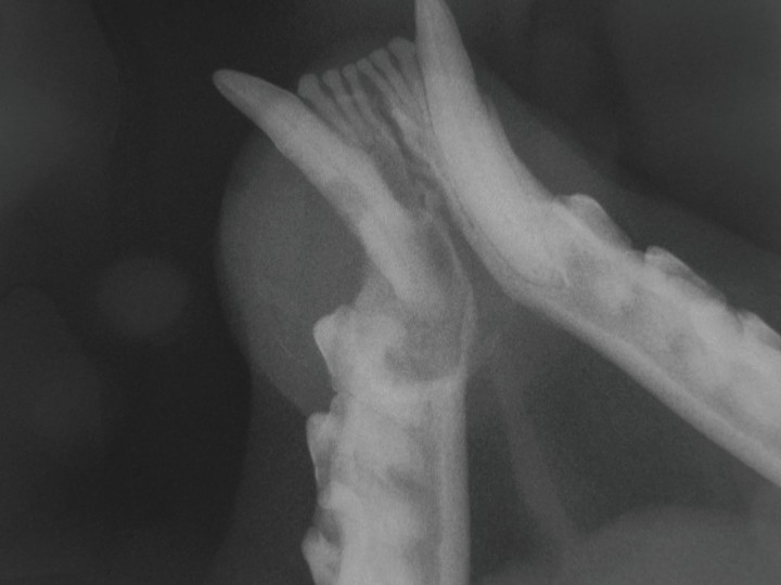 <p>Radiografía dental oclusal de los caninos mandibulares. Se observa una imagen compatible con lesión reabsortiva en el tercio coronal de la raíz del 304 junto con una zona radiolúcida compatible con una osteolisis severa en el área periapical de este canino. Se aprecia una moderada reabsorción radicular en la región apical del 304.</p>