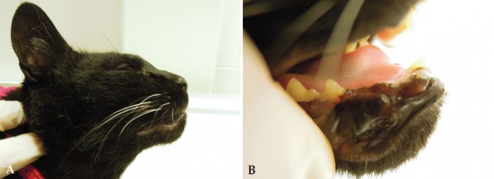 <p>Imagen de control a los 15 días tras la extracción. A. Se observa una reducción de la inflamación en la región mentoniana. B. Se aprecia una completa cicatrización.</p>