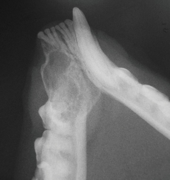 <p>Radiografía dental oclusal realizada a los cuatro meses tras la extracción. No se observan imágenes que indiquen recurrencia y se evidencian signos compatibles con remodelación ósea.</p>