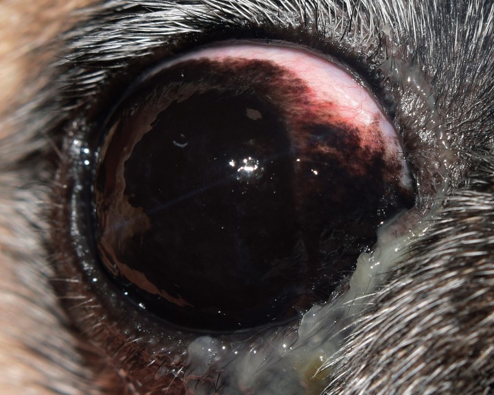 <p>Ojo derecho de un Pug con algunos de los factores predisponentes (euribléfaron, entropión nasal, triquiasis) secreción mucoide y córnea con pigmentación corneal.</p>