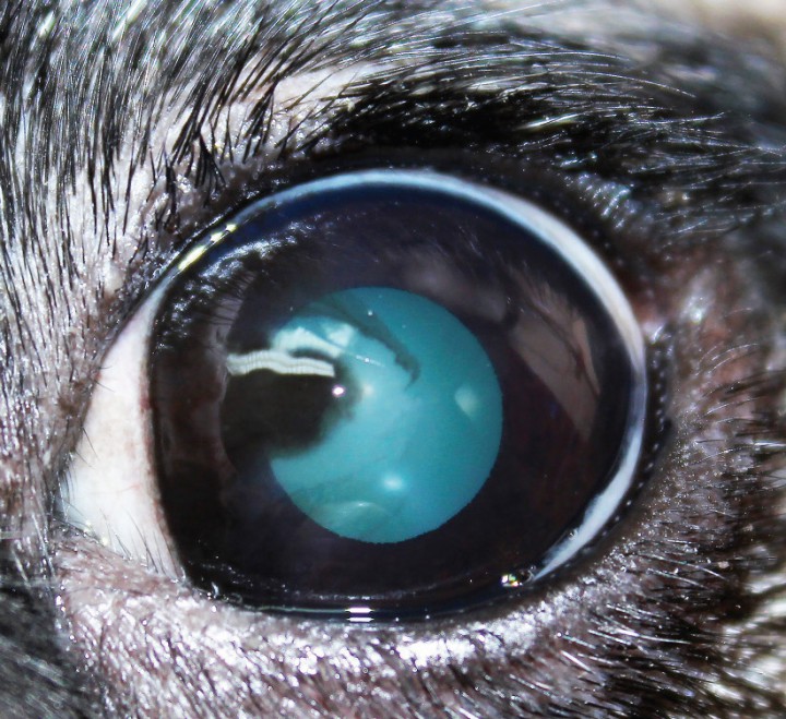 <p>Triquiasis provocada por un entropión superior e inferior, que produce acúmulo de pigmentación corneal por fricción.</p>