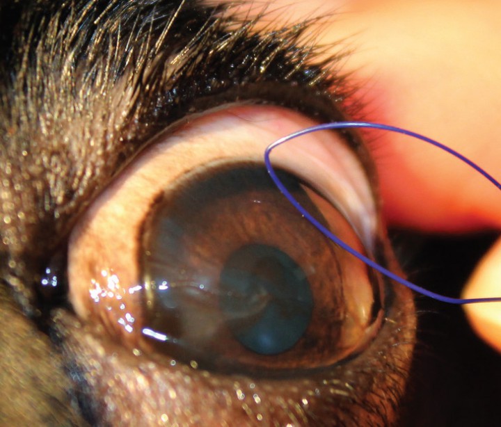 <p>Realizando la estensiometría cualitativa fina, se debe procurar que el animal no vea el filamento, para no provocar la respuesta a la amenaza.</p>