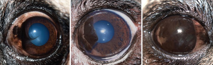 <p>A. Pigmentación corneal clasificada como leve, ya que ocupa <20% de la superficie corneal. B. Pigmentación corneal clasificada como moderada, ocupando un 30% de la superficie corneal. C. Pigmentación corneal clasificada como severa, ocupando el 100% de la superficie de la córnea.</p>