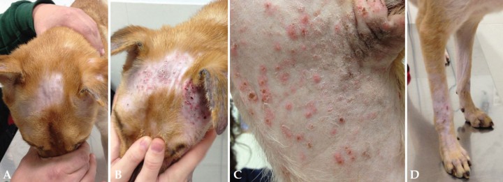 <p>Aspecto de las lesiones y su localización. A. Zona facial con alopecias, eritema y pápulo-pústulas; B. Las mismas lesiones en zona frontal y pabellones auriculares; C. Aspecto de las lesiones en el cuello; D. Aspecto general de la distribución de la alopecia y lesiones en áreas ventrales y extremidades.</p>