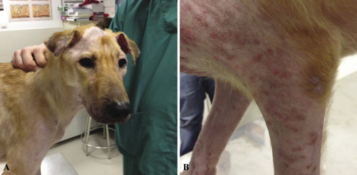 <p>Aspecto de la zona facial (A) y de las lesiones en zona lateral del cuello y extremidades anteriores (B), tres semanas después de las imágenes mostradas en la Figura 1.</p>