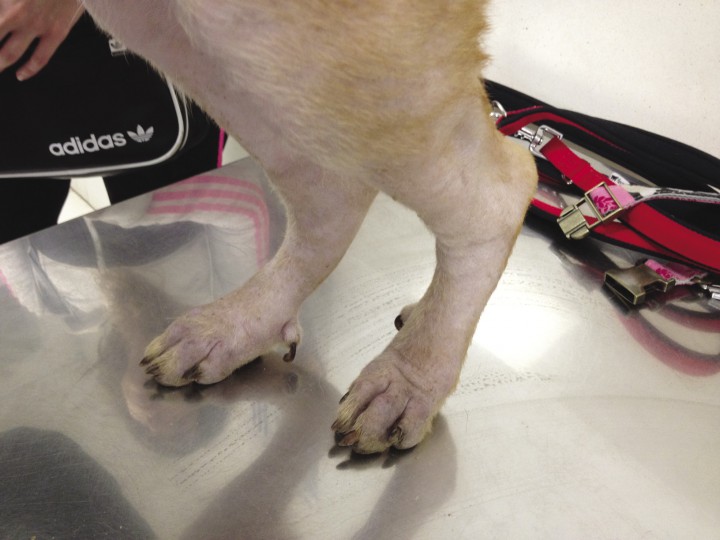 <p>Edema en extremidades posteriores con la administración de ivermectina.</p>