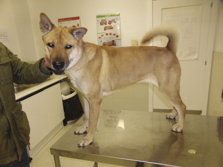 <p>Aspecto general dos meses después de haber terminado el tratamiento con glucantime y amitraz.</p>