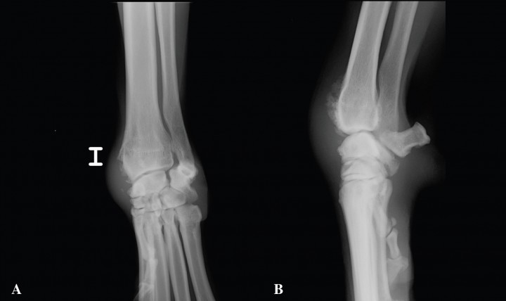 <p>Radiografías. A. Anteroposterior (AP), B. Medio Lateral (ML), de carpo izquierdo.</p>