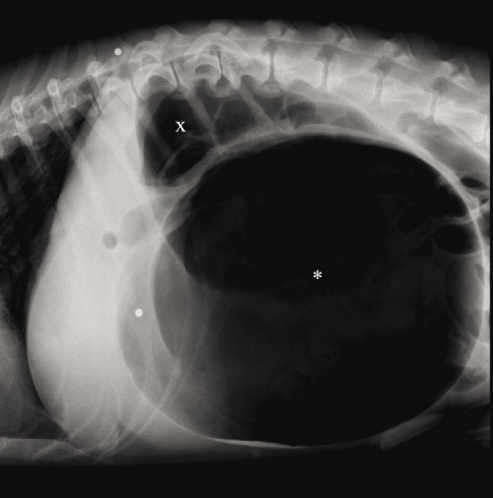 <p>Radiografía lateral derecha de la cavidad abdominal craneal en un perro con DVG donde puede visualizarse una gran distensión gástrica y el signo de bicompartimentación, indicativo de vólvulo gástrico sobre el eje transversal, observándose el antro pilórico dorsalmente (x) y el fundus ventral (*).</p>