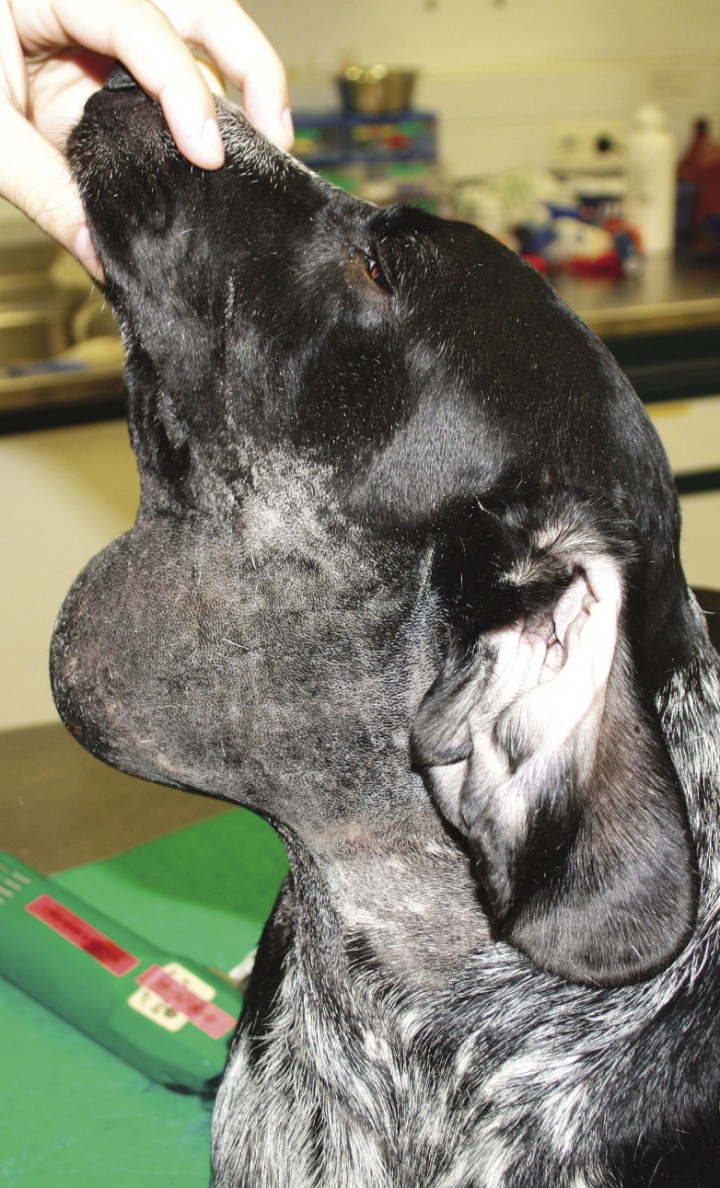 <p>Aspecto que presentaba el paciente previo a la cirugía.</p>