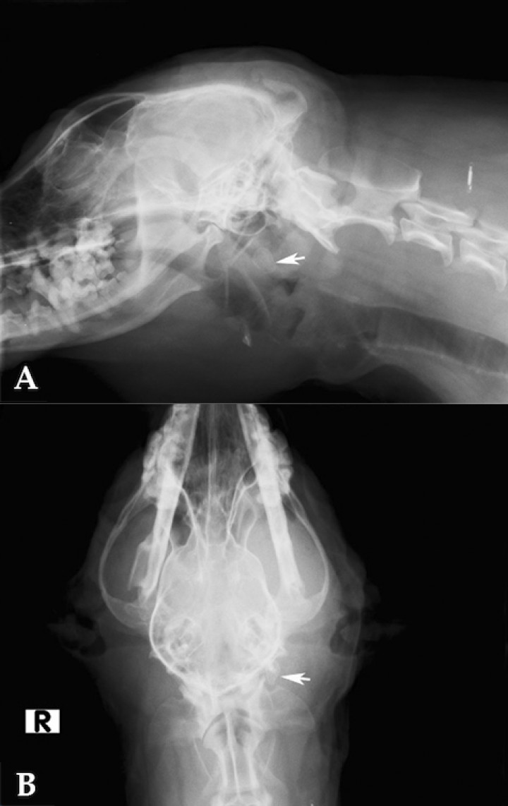 <p>Radiografia lateral (A) y ventrodorsal (B) de cabeza y cuello. Se observa la presencia de un sialolito en región de glándula salival submandibular izquierda (flecha).</p>