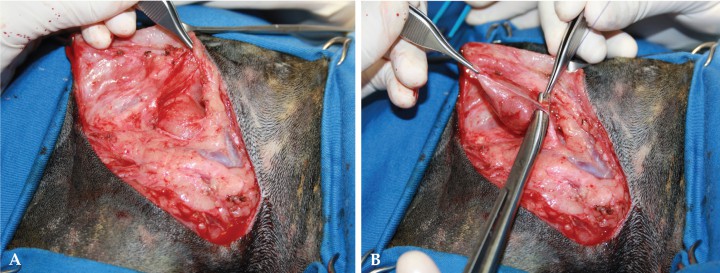 <p>A. Tras la incisión y disección del tejido subcutáneo, se localiza la bifurcación de la vena yugular entre la cual se encuentra la glándula mandibular. B. Se incide la cápsula que cubre las glándulas, lo cual permite disecar con facilidad todo el tejido glandular.</p>