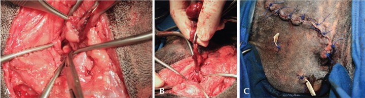 <p>A. Al traccionar de la glándula, se observa el conducto roto y, próximo a él, el sialolito. B. Se coloca una ligadura de material absorbible lo más rostral posible, para eliminar por completo el tejido glandular. C. Cierre de la herida y colocación del drenaje en la zona más declive.</p>