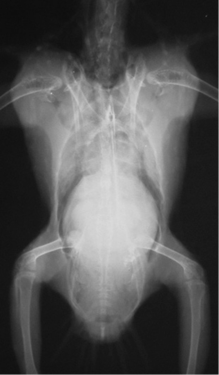 <p>Proyección ventrodorsal de todo el cuerpo. Se observa hepatomegalia con silueta redondeada, así como un incremento difuso de la opacidad de ambos pulmones.</p>