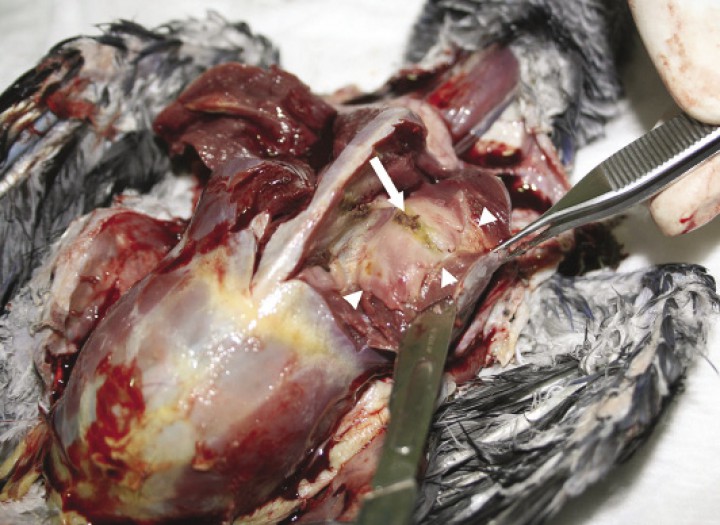 <p>Imagen macroscópica del músculo pectoral izquierdo. Se aprecia un área amplia pálida y bien delimitada (cabezas de flecha) con un centro de necrosis y hemorragia (flecha).</p>