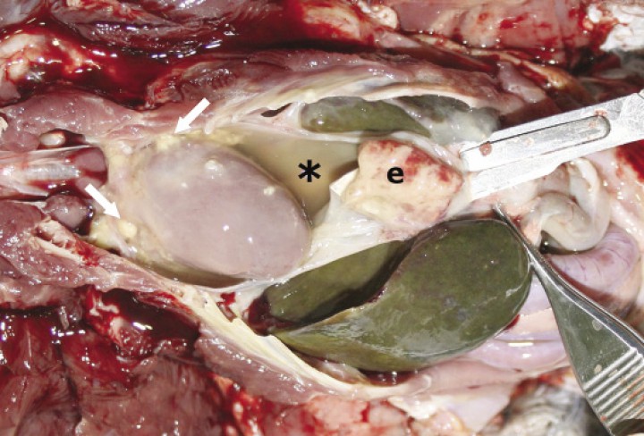 <p>Imagen macroscópica de la cavidad celómica con saco pericárdico abierto, en el cual se observa acúmulo de exudado (asterisco) con depósitos de fibrina (flechas) que llegan a formar una placa gruesa (e). Observar el color verdoso del hígado.</p>