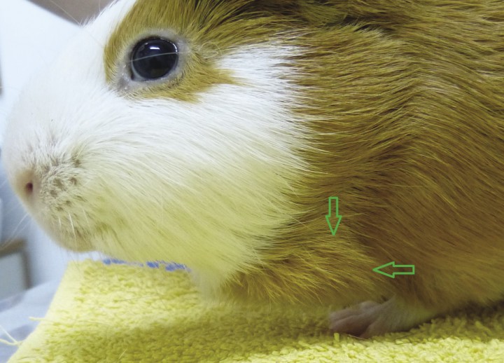 <p>Imagen fotográfica del paciente el día de la presentación. Aspecto macroscópico del nódulo.</p>