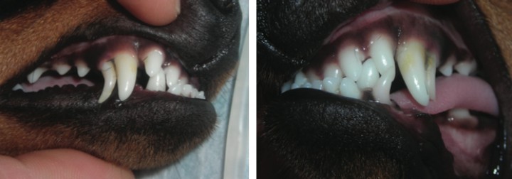 <p>Imágenes fotográficas tomadas durante la exploración de la cavidad oral.</p>