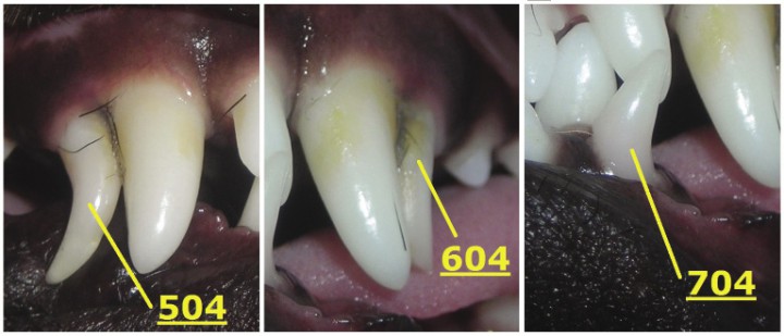 <p>Imágenes aumentadas de la Figura 1. Se observan los caninos deciduos presentes y su denominación según el Sistema Triadan Modificado.</p>