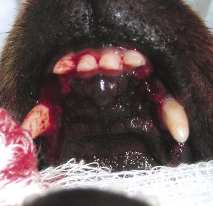 <p>Imagen del área maxilar rostral tras la exodoncia de los caninos deciduos e incisivos laterales.</p>