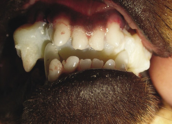 <p>Imagen fotográfica del plano inclinado una vez finalizada su fabricación. Se puede apreciar cómo los caninos inferiores impactan con el dispositivo en los surcos tallados en él.</p>