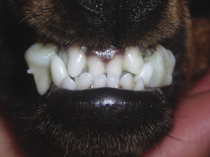 <p>Imagen fotográfica tomada a los 15 días de tratamiento. Se puede apreciar cómo los caninos inferiores se han desplazado hacia vestibular. Se observan restos de comida acumulados, que se deben intentar eliminar diariamente mediante el uso de sprays antisépticos.</p>