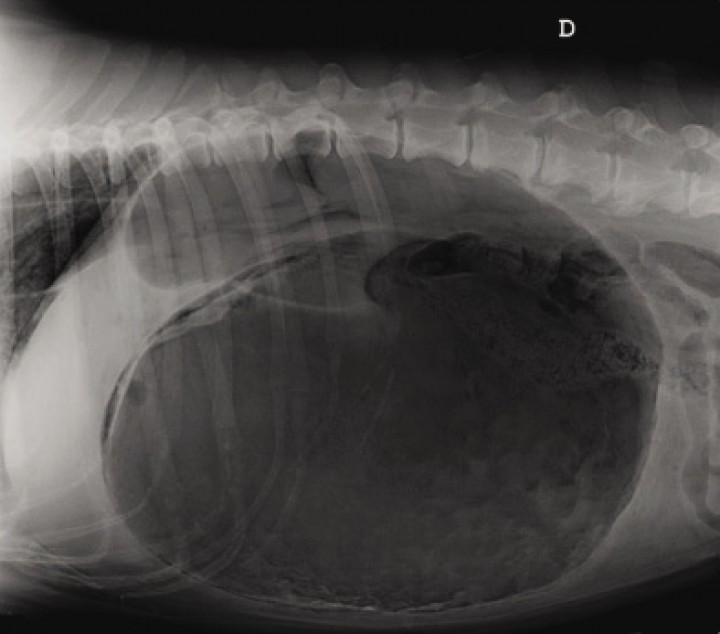 <p>Radiografía lateral derecha de la cavidad abdominal. Mastín, macho castrado de 7 años de edad y 54 Kg de peso, que se presenta con vómitos improductivos y distensión abdominal.</p>