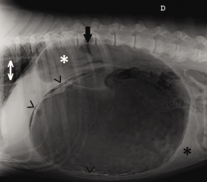<p>Misma imagen que la Figura 1. Se observa una severa distensión gástrica, píloro en zona dorsocraneal (asterisco blanco), dilatación esofágica (flecha doble blanca), falta de definición peritoneal (asterisco negro), aumento de contraste abdominal en zona dorsocraneal (flecha negra) y presencia de gas intramural (puntas de flecha negras).</p>