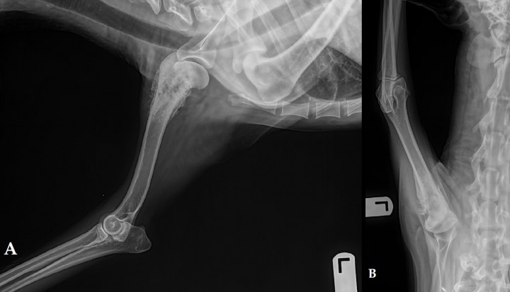 <p>Radiografías lateral (A) y caudo-craneal (B) de miembro torácico izquierdo de un Labrador de 9 años con historia de cojera crónica del miembro torácico izquierdo. Se observa una osteolisis moteada en la metáfisis proximal del húmero, con márgenes mal diferenciados e irregulares y zona de transición larga con respecto a la diáfisis proximal. La reacción perióstica es irregular, asociada a una inflamación moderada de los tejidos blandos circundantes y atrofia muscular. No se observan signos de fractura patológica.</p>