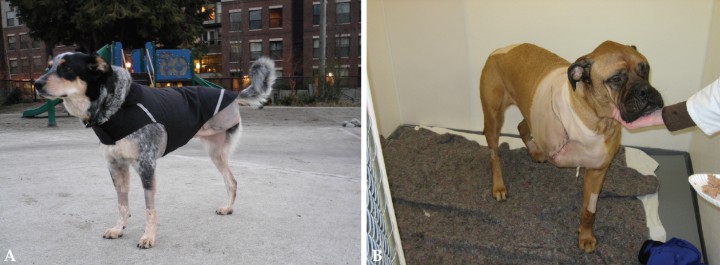 <p>La amputación de las extremidades es una cirugía bien tolerada, incluso en razas grandes. Un paciente 5 días tras la cirugía (A) y 1 día tras la cirugía (B).</p>