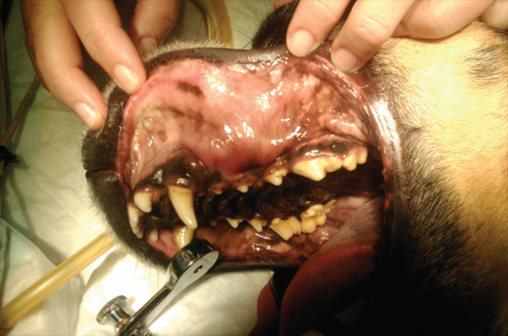 <p>Imagen intraoral preoperatoria. Se observa la tumefacción maxilar entre las piezas dentarias 204 y 208.</p>
