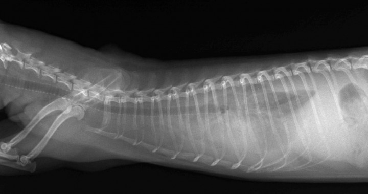 <p>Radiografía de tórax (vista lateral). Efusión pleural en un hurón diagnosticado de enfermedad aleutiana.</p>