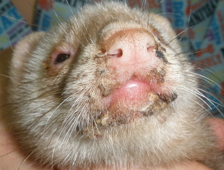 <p>Lesiones costrosas en nariz, labios y mentón.</p>