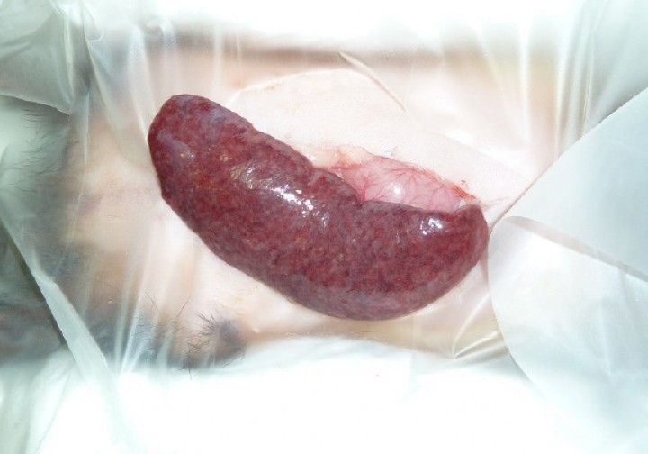 <p>Esplenomegalia (imagen intraquirúrgica) en un hurón con miofascitis.</p>