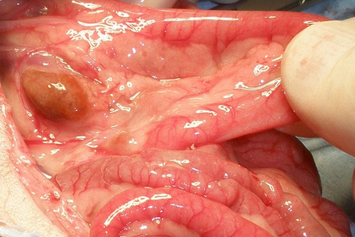 <p>Peritonitis granulomatosa en un hurón con micobacteriosis.</p>