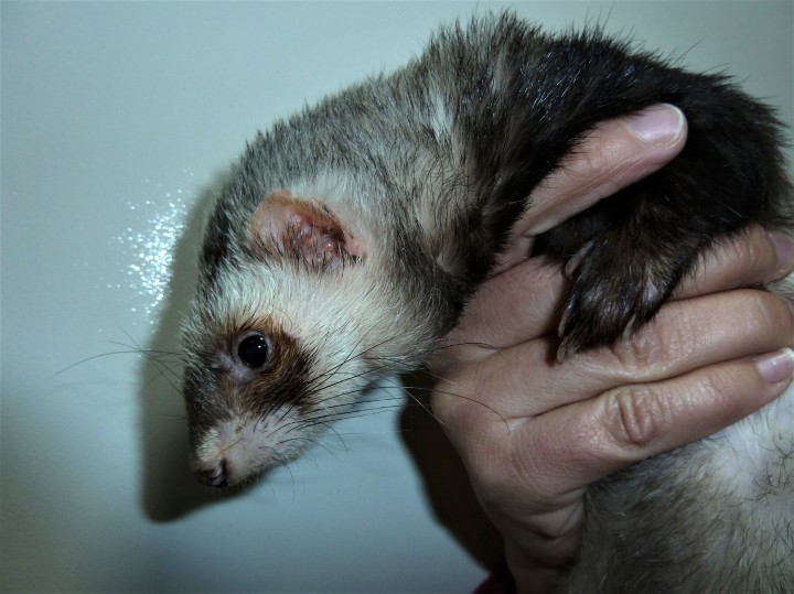 <p>Hurón con linfadenomegalia.</p>