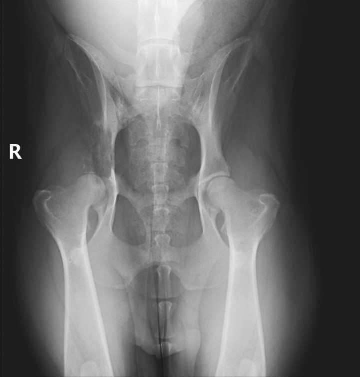 <p>Radiografía ventrodorsal de pelvis.</p>