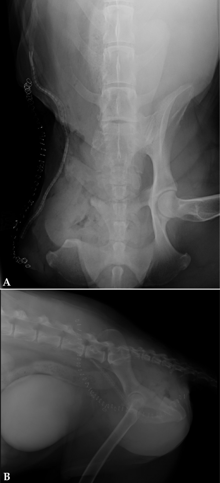 <p>Radiografía postoperatorias de pelvis. (<strong>A</strong>) Ventrodorsal. (<strong>B</strong>) Mediolateral. Se observa la hemipelvectomía craneal externa derecha y amputación de la extremidad posterior derecha.</p>
