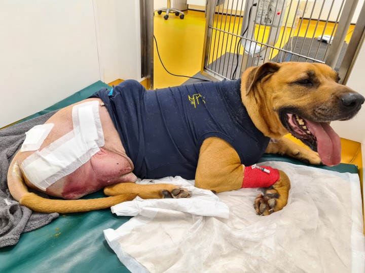 <p>El paciente en el postoperatorio inmediato en el que se observa una estética y funcionalidad adecuada y similar a una amputación de extremidad posterior.</p>