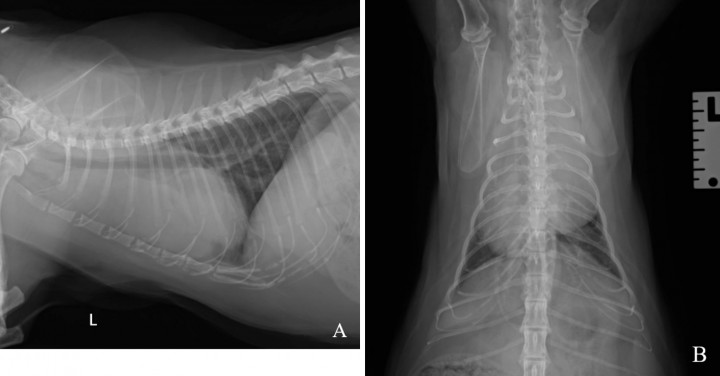 <p>Radiografías de tórax. (<strong>A</strong>) Proyección laterolateral izquierda. (<strong>B</strong>) Proyección ventrodorsal.</p>