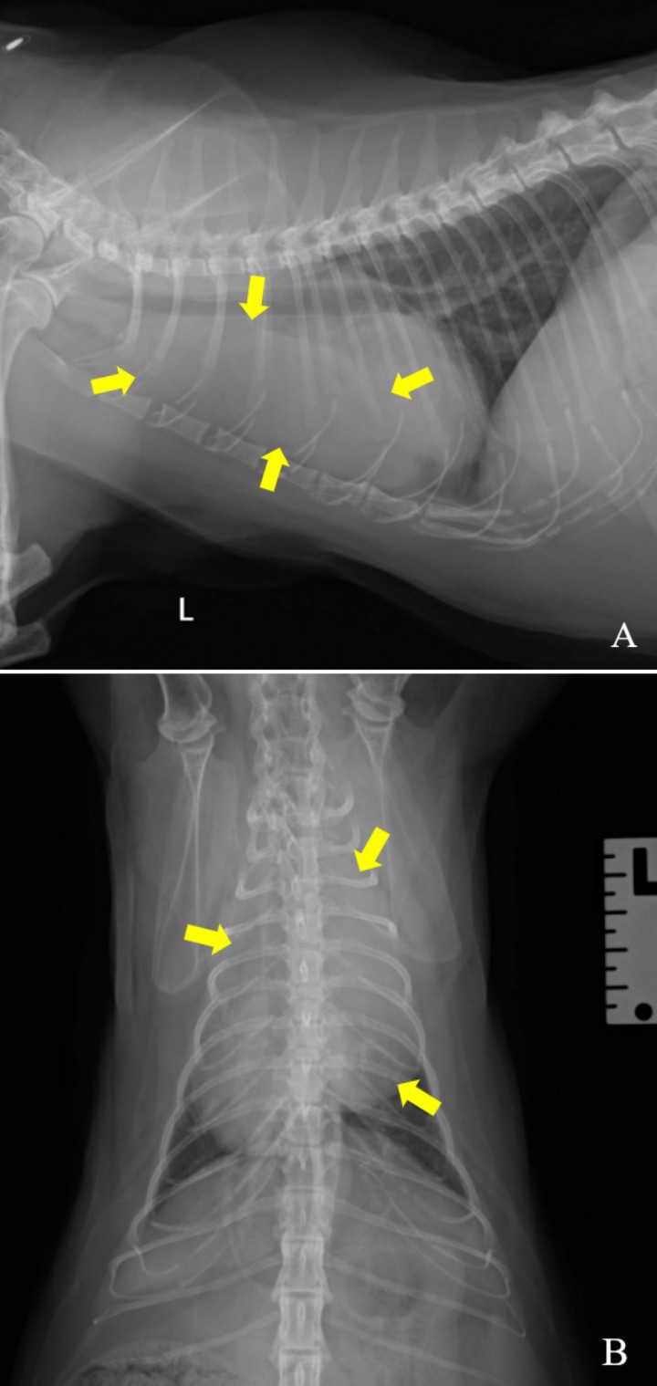 <div class=\"Basic-Text-Frame\">
<p>Radiografías de la Figura 1. Se aprecia una lesión en el mediastino craneoventral que produce un efecto masa (flechas amarillas). L: izquierda.</p>
</div>
