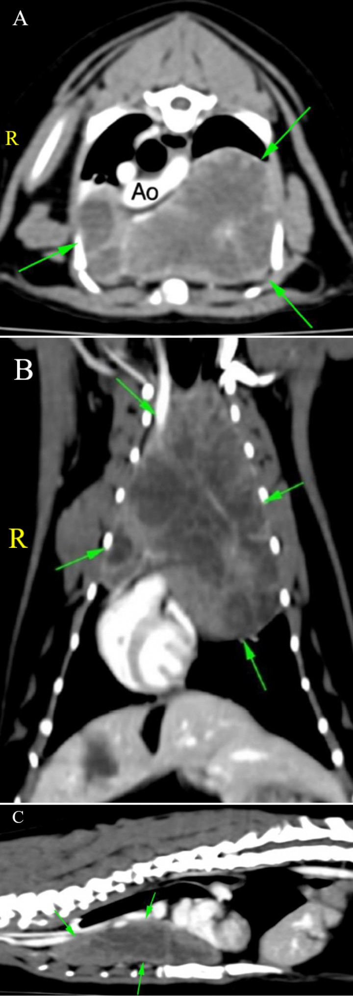 <p>Imágenes de TC de tórax en ventana tejido blando postcontraste. (<strong>A</strong>) Plano transversal. (<strong>B</strong>) Plano dorsal. (<strong>C</strong>) Plano sagital. Se observa una masa en el mediastino craneoventral de grandes dimensiones (flechas verdes). (R: derecha). Ao: arteria aorta.</p>
