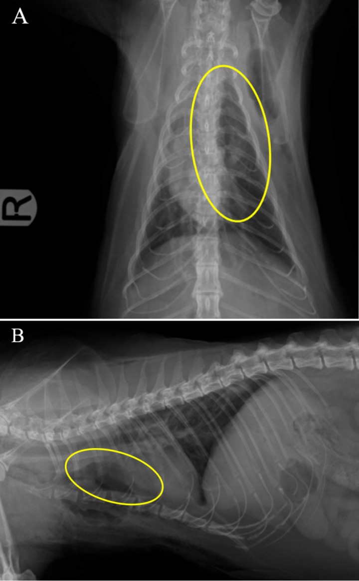 <p>Radiografías de tórax postquirúrgicas. (<strong>A</strong>) Proyección dorsoventral. (<strong>B</strong>) Proyección laterolateral derecha. Se observa la zona donde se localizaba el timoma con opacidad gas tras su extirpación quirúrgica (círculo amarillo).</p>