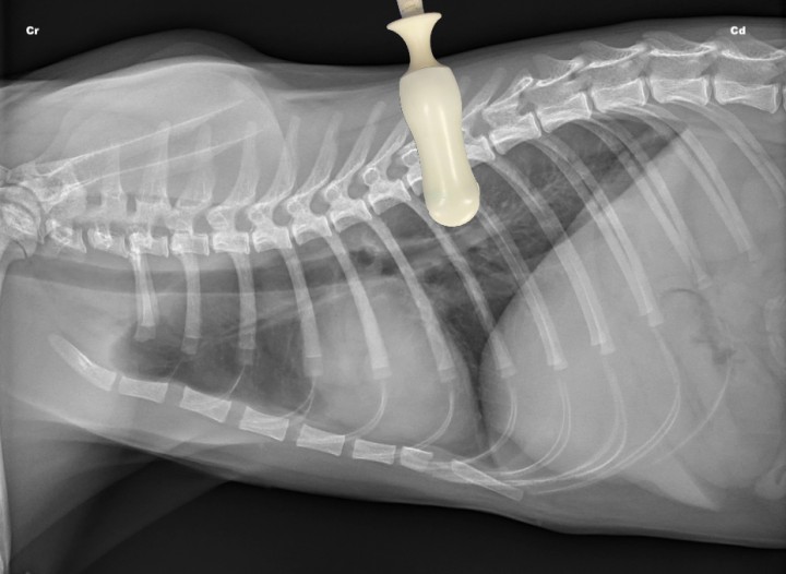 <div class=\"Basic-Text-Frame\">
<p>Radiografía lateral derecha de un gato sano en la que se observa la posición del transductor para valorar el cuadrante dorsocaudal (DC) de la T-FAST. Cr: craneal; Cd: caudal.</p>
</div>